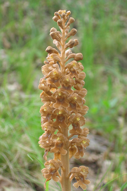 Orchis simia e altro